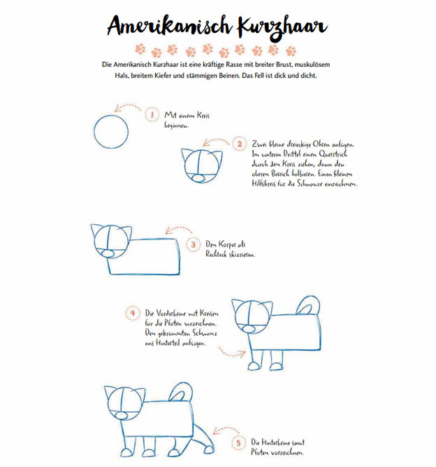 Anleitung amerikanische Kurzhaar Katze zeichnen in 10 Schritten - Teil 1