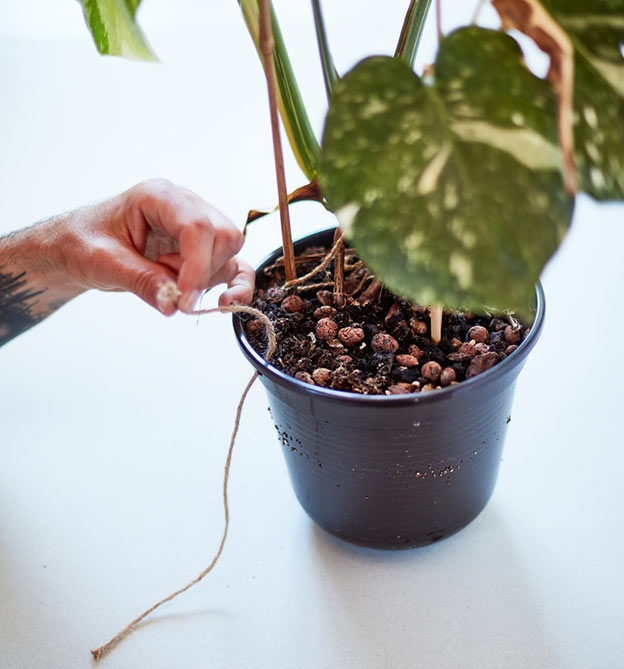 Pflanzen Hack Schnur