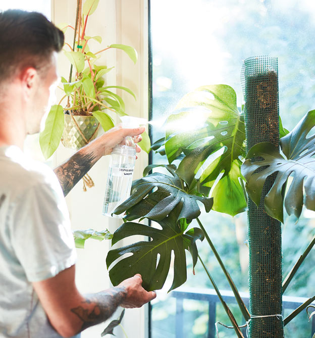 Pflanzen Hack Wasserstoffperoxid in Sprühflasche