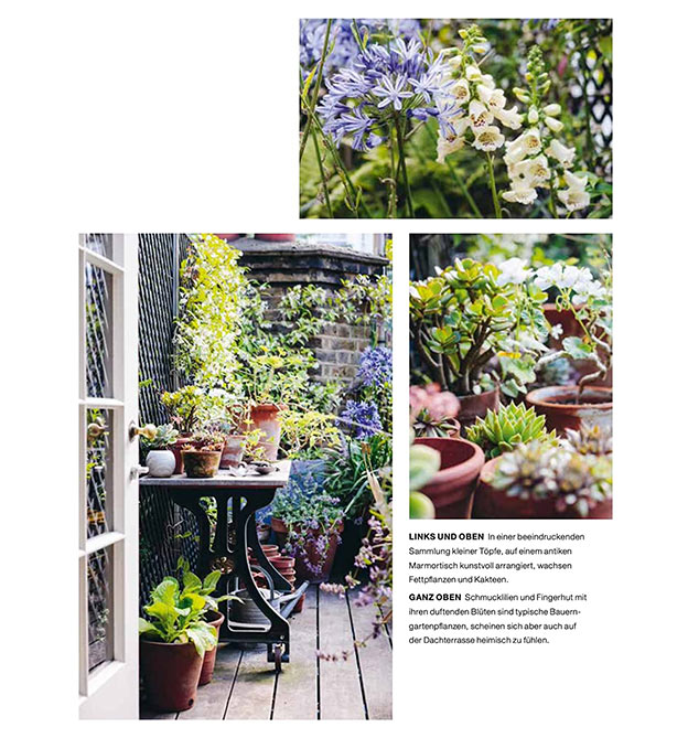 Bilder von Fettpflanzen, Kakteen, Schmucklilien und Fingerhut