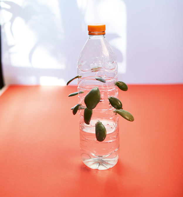 Pflanzen Hack: Wurzeln ziehen der Ableger 